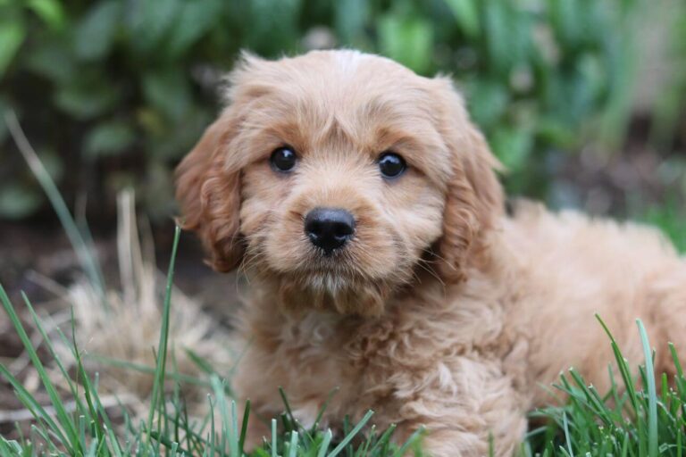 cavalier king charles spaniel vs cavapoo
