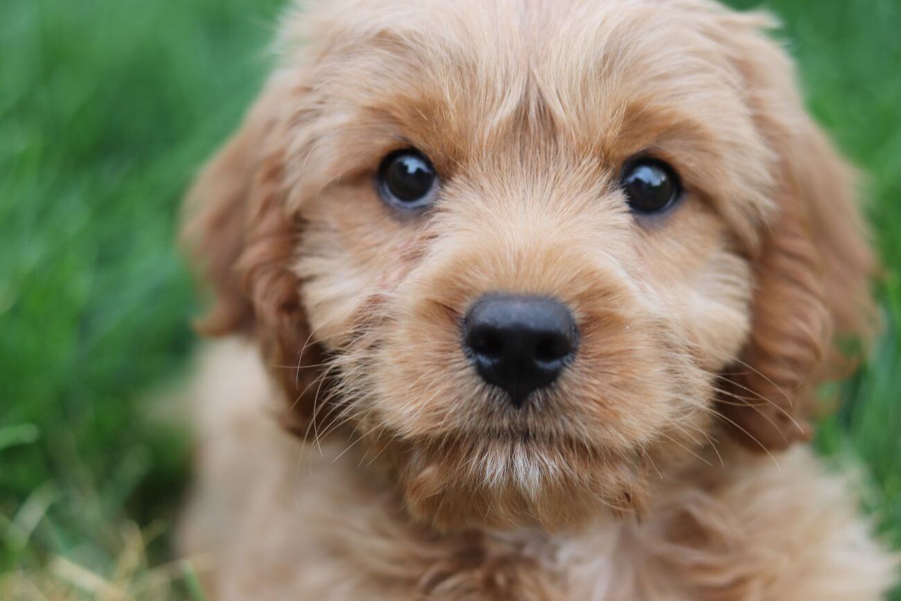 Cavapoo cena
