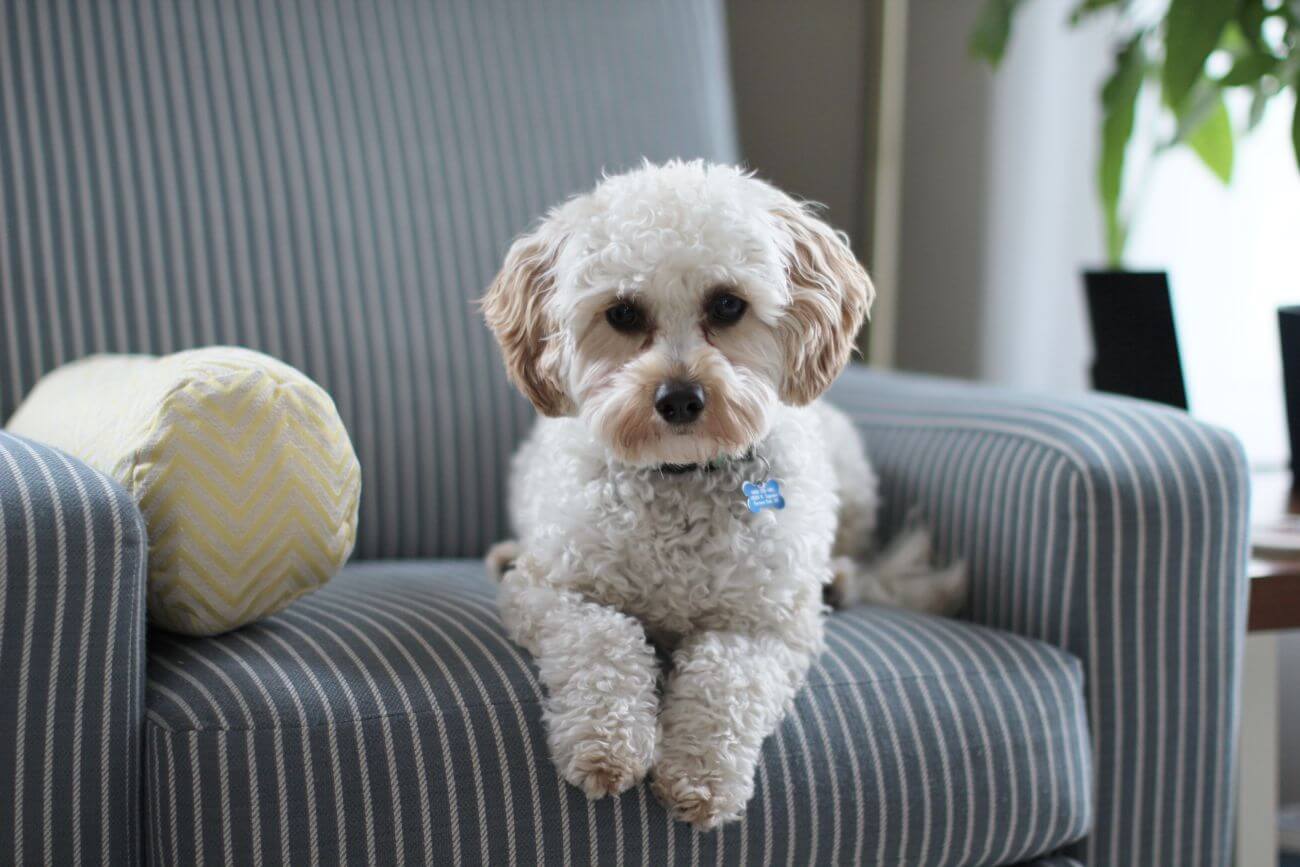 Cavapoo charakter