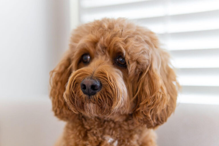 cavapoo choroby
