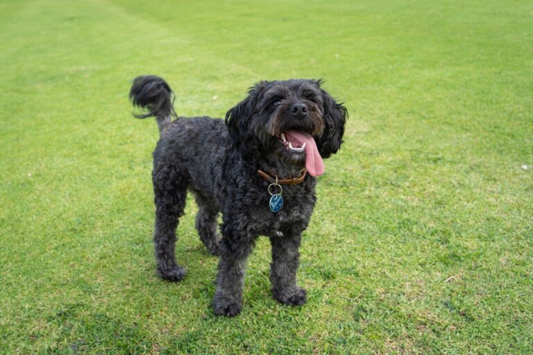 Cavapoo czarny
