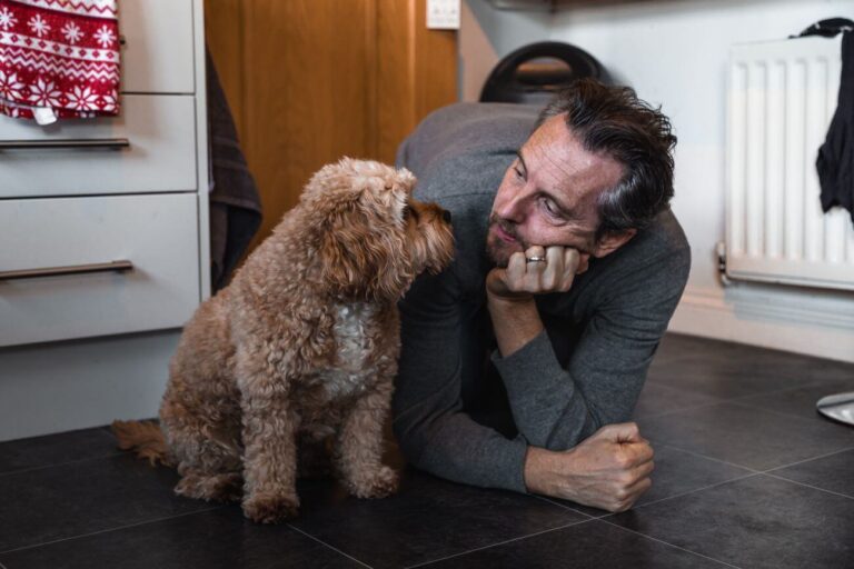 Cavapoo dla alergika
