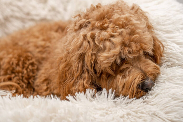 cavapoo dorosły