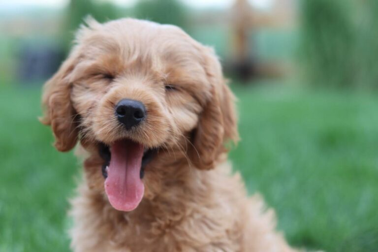 cavapoo gdzie kupić