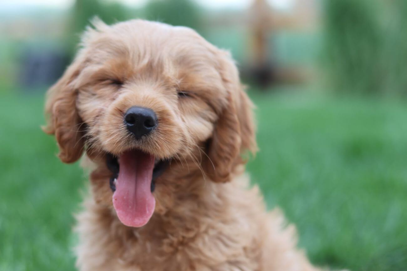 cavapoo gdzie kupić