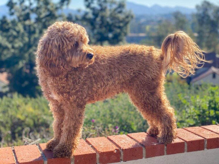 cavapoo jak duży rośnie
