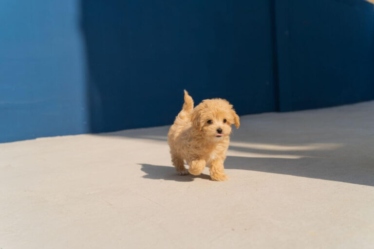cavapoo mini