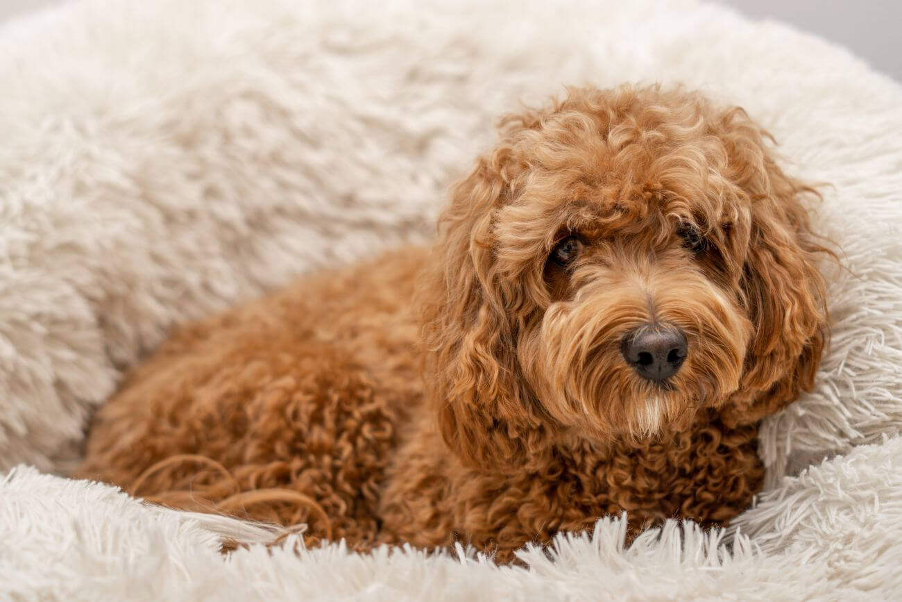 cavapoo opinie