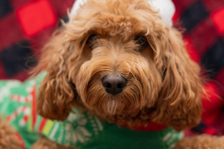 cavapoo pielęgnacja
