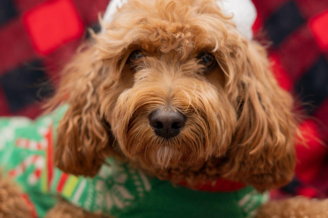 cavapoo pielęgnacja