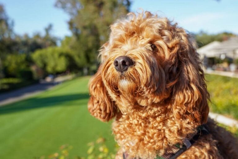 cavapoo sierść czy włosy