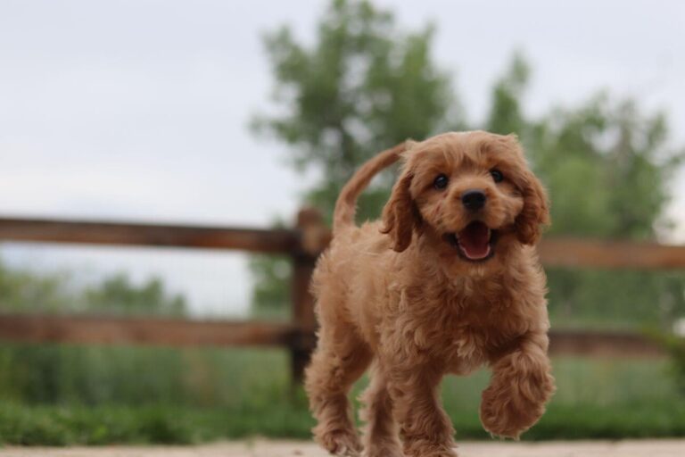 Cavapoo szczeniaki