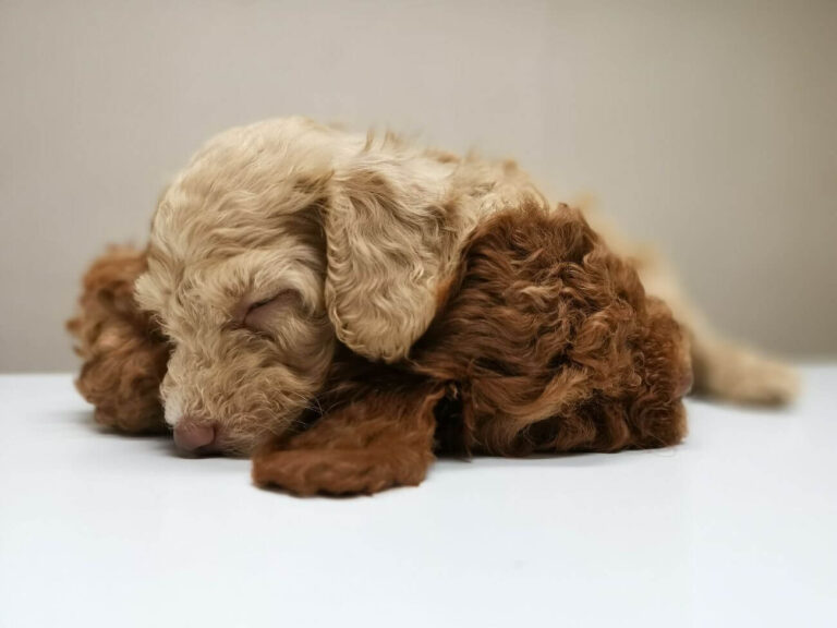 Cavapoo tricolor