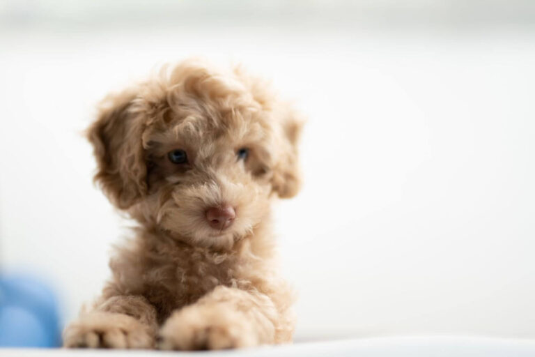Cavapoo vs Cavachon