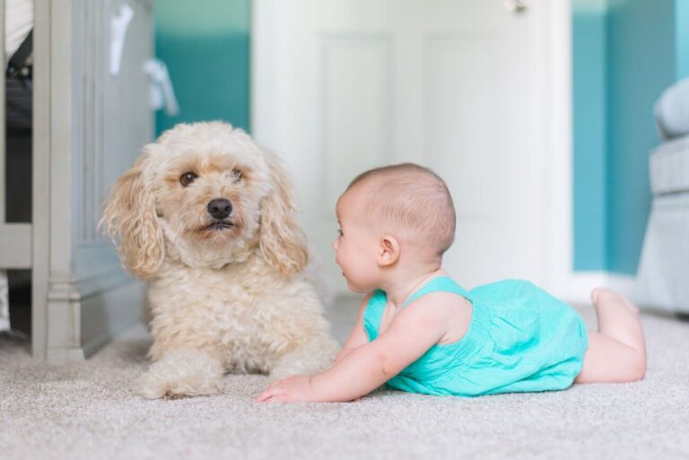 Cavapoo vs Goldendoodle