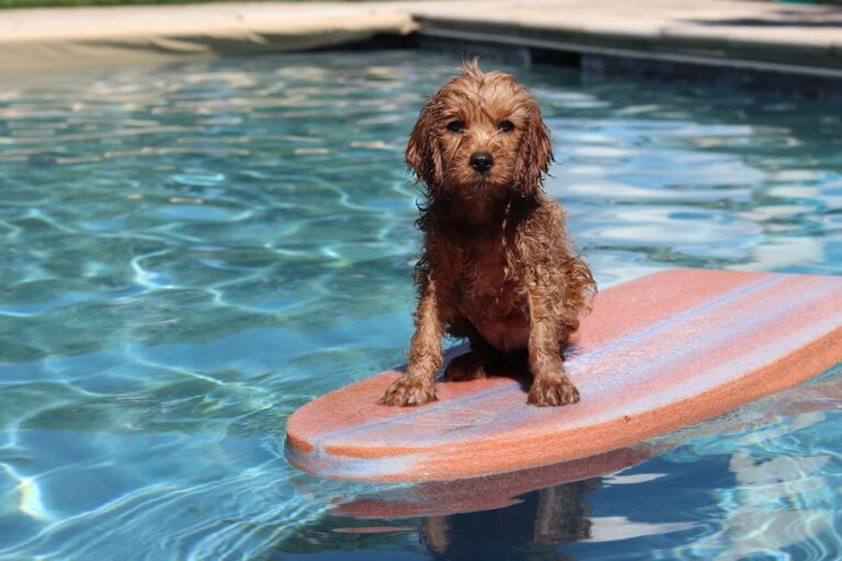 Cavapoo vs Mini Goldendoodle