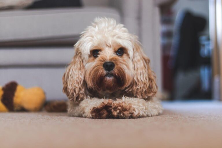 Cavapoo vs Toy Poodle