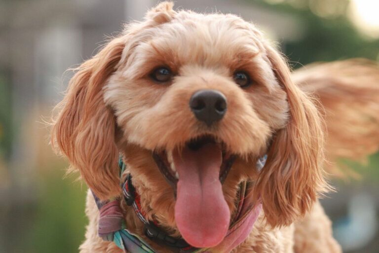 Cavapoo w Polsce