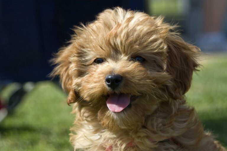 cavapoo wady i zalety
