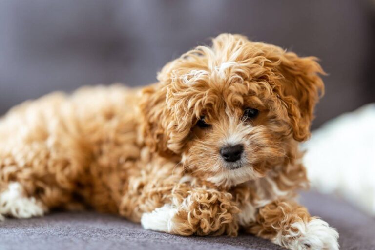 cavapoo waga