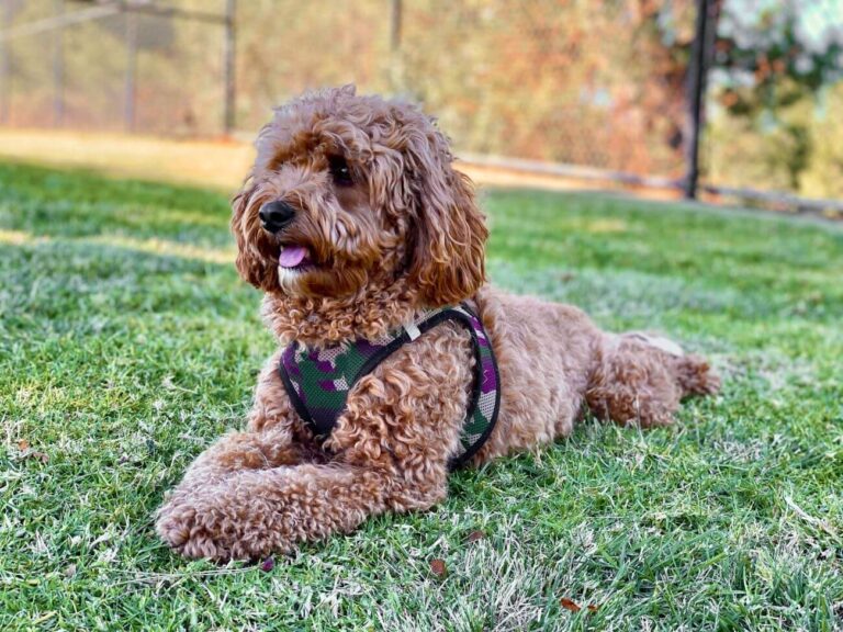 Cavapoo wzrost