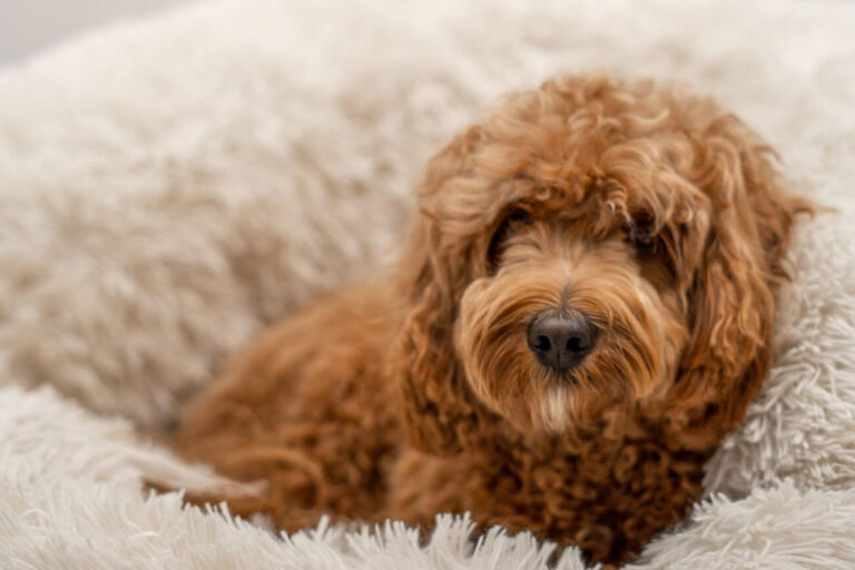 Cockapoo czy Cavapoo