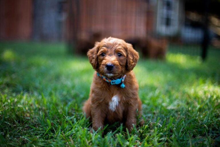 Golden Cavapoo
