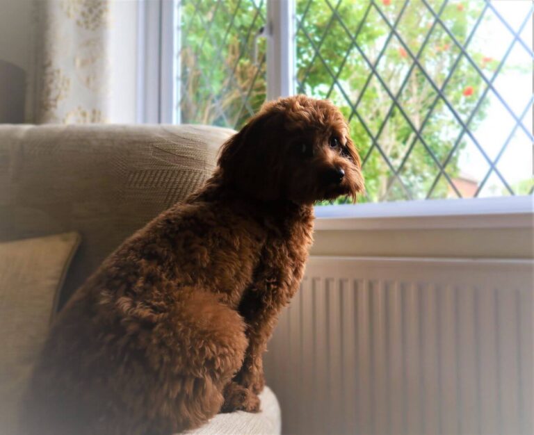 Havapoo vs Cavapoo