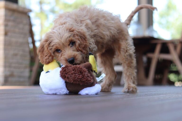 imiona dla cavapoo