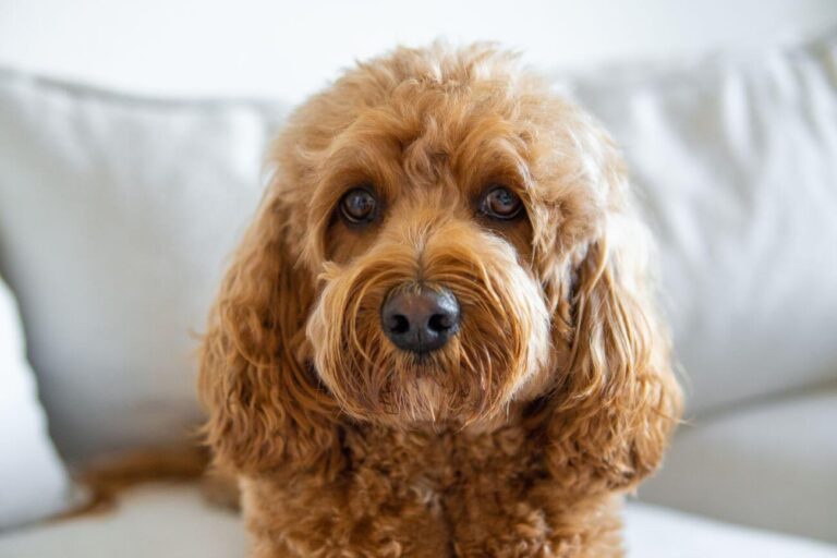 Jak strzyc Cavapoo