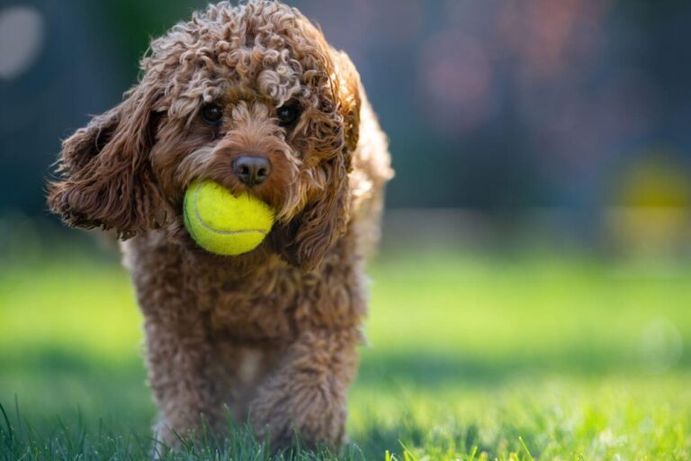 Maltipoo czy Cavapoo