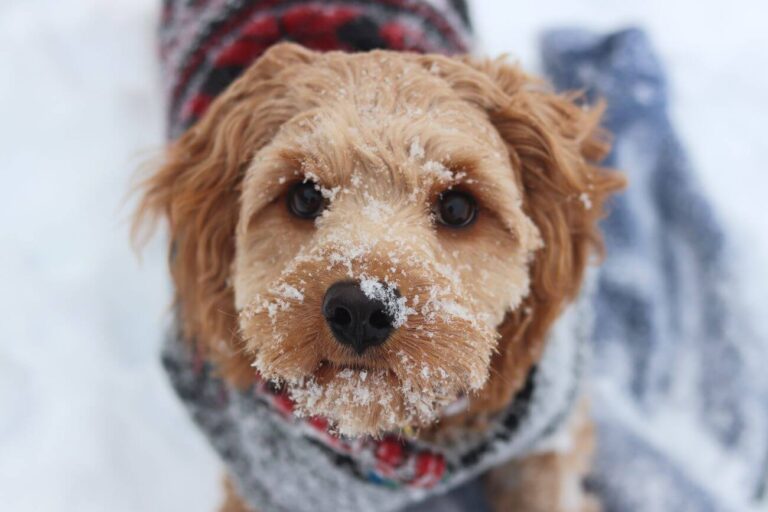 Pudel Cavapoo