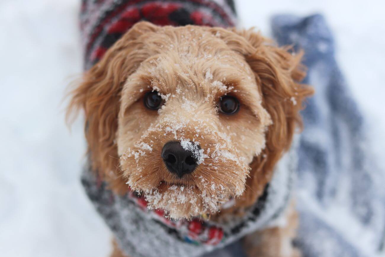 Pudel Cavapoo