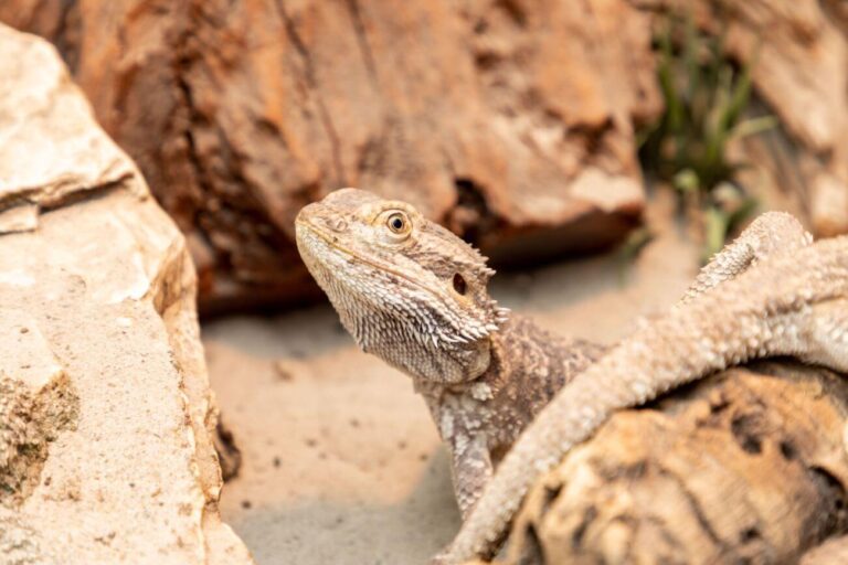 Glina z piaskiem do terrarium – uniwersalne podłoże